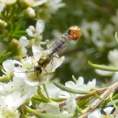 Unidentified Flower wasp (Scoliidae or Tiphiidae) by Paul4K