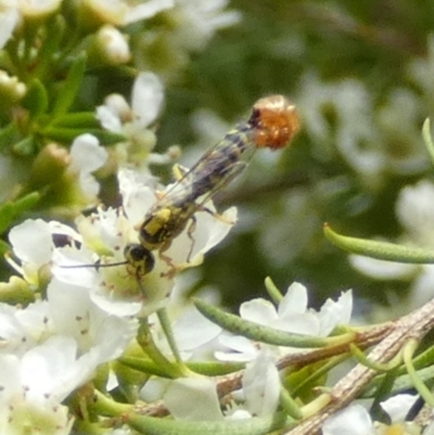 Unidentified Flower wasp (Scoliidae or Tiphiidae) at Murga, NSW - 2 Jan 2024 by Paul4K
