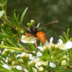 Pseudabispa bicolor (A potter wasp) at Murga, NSW by Paul4K