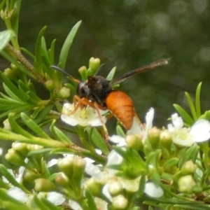 Pseudabispa bicolor at Murga, NSW - suppressed