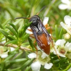 Pseudabispa bicolor at Murga, NSW - suppressed