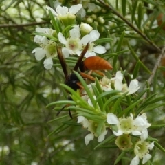 Pseudabispa bicolor at Murga, NSW - suppressed
