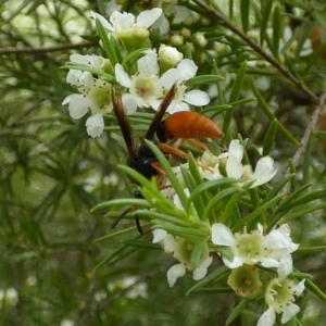 Pseudabispa bicolor at Murga, NSW - suppressed