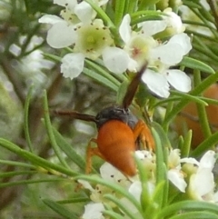 Pseudabispa bicolor at Murga, NSW - suppressed