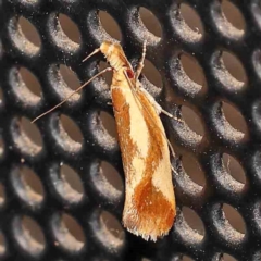 Thema psammoxantha (A concealer moth) at Turner, ACT - 1 Jan 2024 by ConBoekel