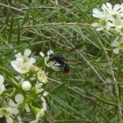 Unidentified Flower wasp (Scoliidae or Tiphiidae) at Murga, NSW - 2 Jan 2024 by Paul4K