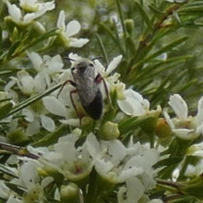 Unidentified Flower wasp (Scoliidae or Tiphiidae) at Murga, NSW - 2 Jan 2024 by Paul4K