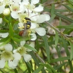 Unidentified Bee (Hymenoptera, Apiformes) at Murga, NSW - 2 Jan 2024 by Paul4K