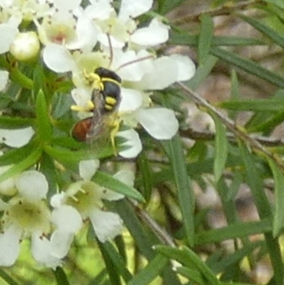 Unidentified Bee (Hymenoptera, Apiformes) by Paul4K