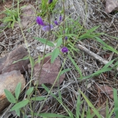 Glycine tabacina (Variable Glycine) at Murga, NSW - 2 Jan 2024 by Paul4K