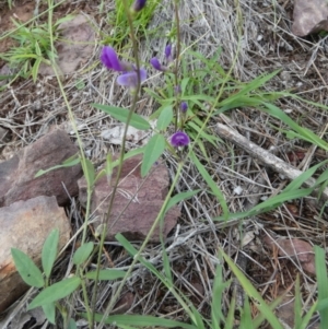 Glycine tabacina at Murga, NSW - 3 Jan 2024