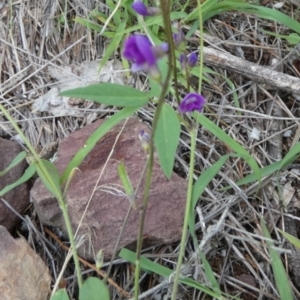 Glycine tabacina at Murga, NSW - 3 Jan 2024