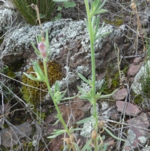 Mimulus gracilis at Murga, NSW - 3 Jan 2024