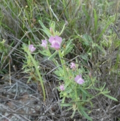 Mimulus gracilis at Murga, NSW - suppressed