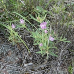 Mimulus gracilis at Murga, NSW - suppressed