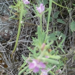 Mimulus gracilis at Murga, NSW - suppressed