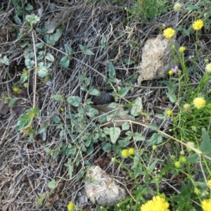 Zaleya galericulata at Murga, NSW - 3 Jan 2024