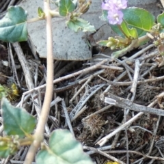 Zaleya galericulata at Murga, NSW - 3 Jan 2024