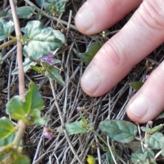 Zaleya galericulata at Murga, NSW - suppressed