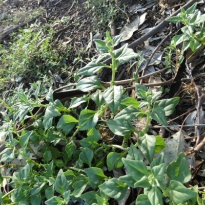 Tetragonia tetragonoides (Native Spinach, New Zealand Spinach) at Murga, NSW - 2 Jan 2024 by Paul4K