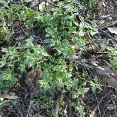 Tetragonia tetragonoides at Murga, NSW - suppressed