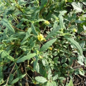 Sigesbeckia australiensis at Murga, NSW - 3 Jan 2024