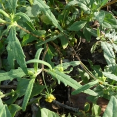 Sigesbeckia australiensis at Murga, NSW - suppressed