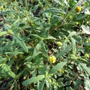 Sigesbeckia australiensis at Murga, NSW - 3 Jan 2024