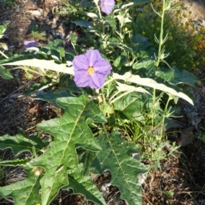 Solanum cinereum at Murga, NSW - 3 Jan 2024