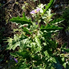 Solanum cinereum at Murga, NSW - 3 Jan 2024