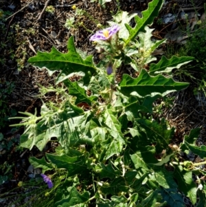 Solanum cinereum at Murga, NSW - suppressed