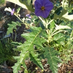 Solanum cinereum at Murga, NSW - suppressed