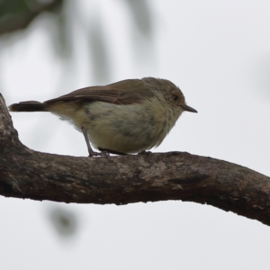 Acanthiza reguloides at Gossan Hill - 5 Jan 2024