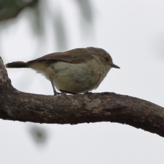 Acanthiza reguloides (Buff-rumped Thornbill) at Bruce, ACT - 4 Jan 2024 by Trevor