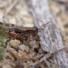 Phaulacridium vittatum (Wingless Grasshopper) at Penrose - 5 Jan 2024 by Aussiegall