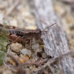 Phaulacridium vittatum at Wingecarribee Local Government Area - suppressed