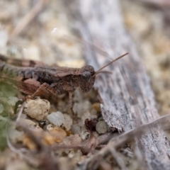 Phaulacridium vittatum (Wingless Grasshopper) at Penrose - 5 Jan 2024 by Aussiegall