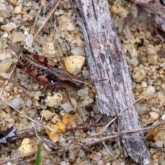 Phaulacridium vittatum at Wingecarribee Local Government Area - suppressed