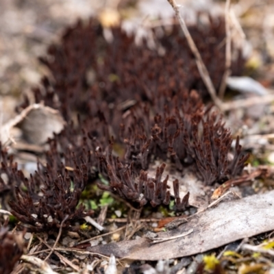 Xylaria 'hypoxylon group' at Wingecarribee Local Government Area - 5 Jan 2024 by Aussiegall