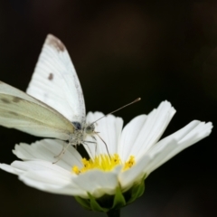 Pieris rapae (Cabbage White) at Penrose - 5 Jan 2024 by Aussiegall
