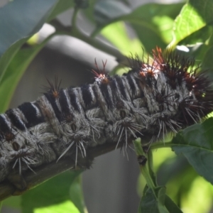 Chelepteryx collesi at Weston, ACT - suppressed