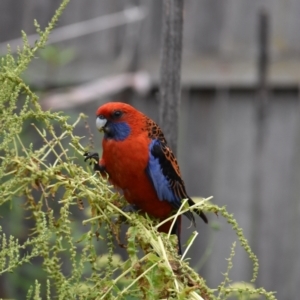 Platycercus elegans at Weston, ACT - suppressed