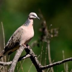 Spilopelia chinensis (Spotted Dove) at Melba, ACT - 6 Jan 2024 by Thurstan