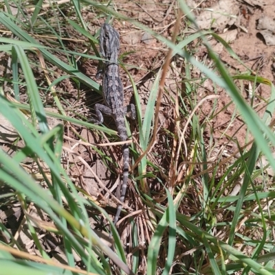 Pogona barbata (Eastern Bearded Dragon) at Symonston, ACT - 6 Jan 2024 by CallumBraeRuralProperty