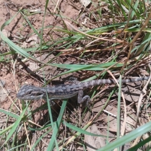 Pogona barbata at Symonston, ACT - 6 Jan 2024