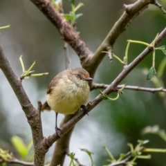 Acanthiza reguloides (Buff-rumped Thornbill) at Penrose, NSW - 5 Jan 2024 by Aussiegall