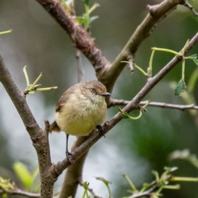 Acanthiza reguloides (Buff-rumped Thornbill) at Penrose, NSW - 5 Jan 2024 by Aussiegall
