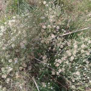 Vittadinia gracilis at Symonston, ACT - 6 Jan 2024