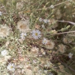 Vittadinia gracilis at Symonston, ACT - 6 Jan 2024