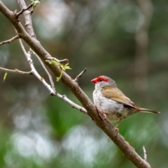Neochmia temporalis (Red-browed Finch) at Penrose, NSW - 5 Jan 2024 by Aussiegall